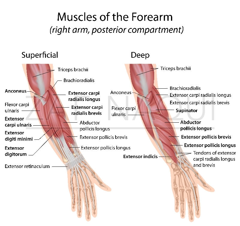 wrist and elbow bone anatomy